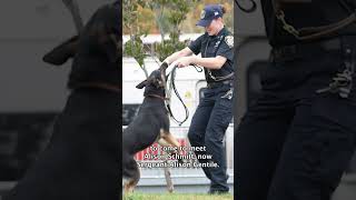 Former MTA Police Dog dies at 7