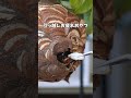駆除するはずのスズメバチを保護しました #スズメバチ駆除 #昆虫観察