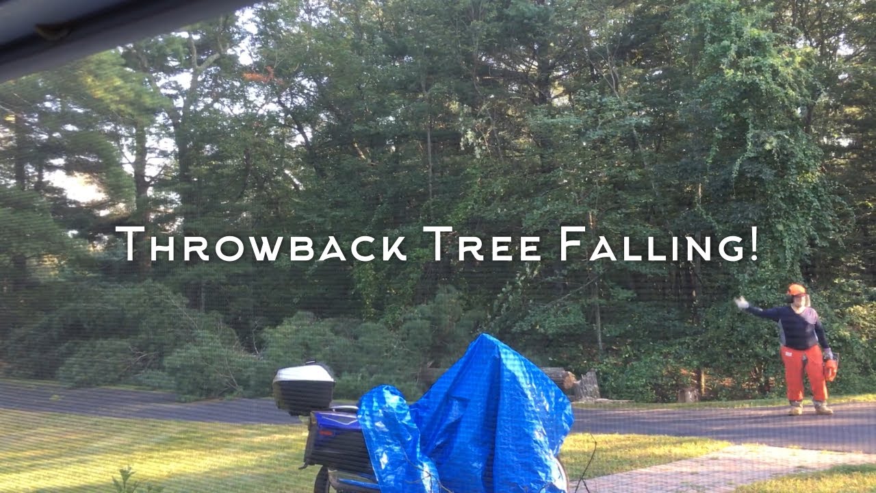 #4 - Throwback to 2017: Cutting Down Trees at My Old House - YouTube