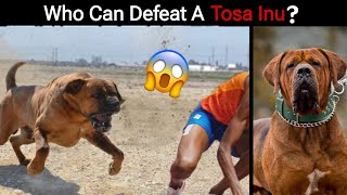 6 Dogs That Could Defeat a Tosa Inu