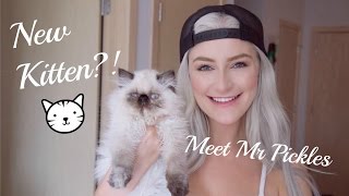 New Kitten Vlog