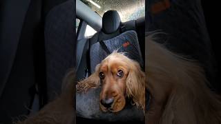 Dog in panic in the car wash  English Cocker Spaniel Robby