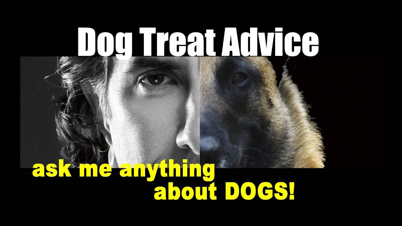 Best Treats for Picky Dogs - ask me anything - Dog Training Video - YouTube