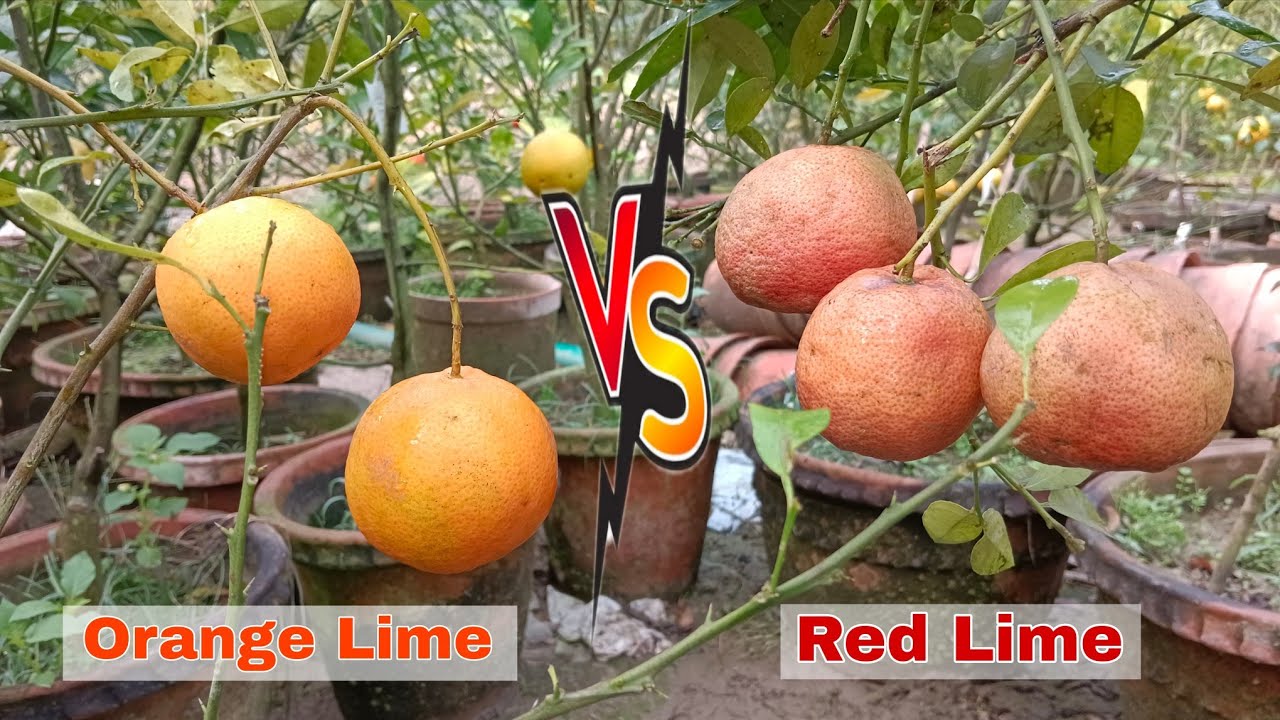 Orange Lime vs Red Lime || Fruit Review full Video 'অরেঞ্জ পাতি' বনাম 'রেড পাতি' ... মুন নার্সারি 
