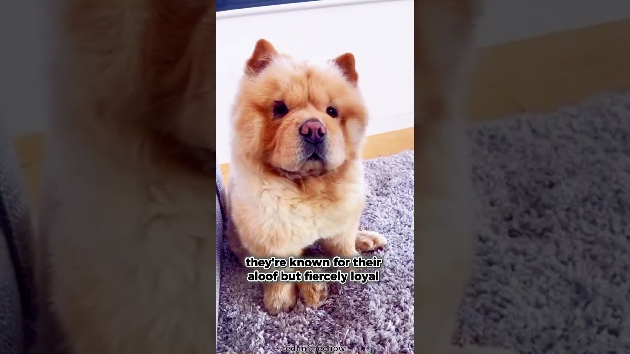 CHOW CHOW 101: UNDER 60 SECONDS