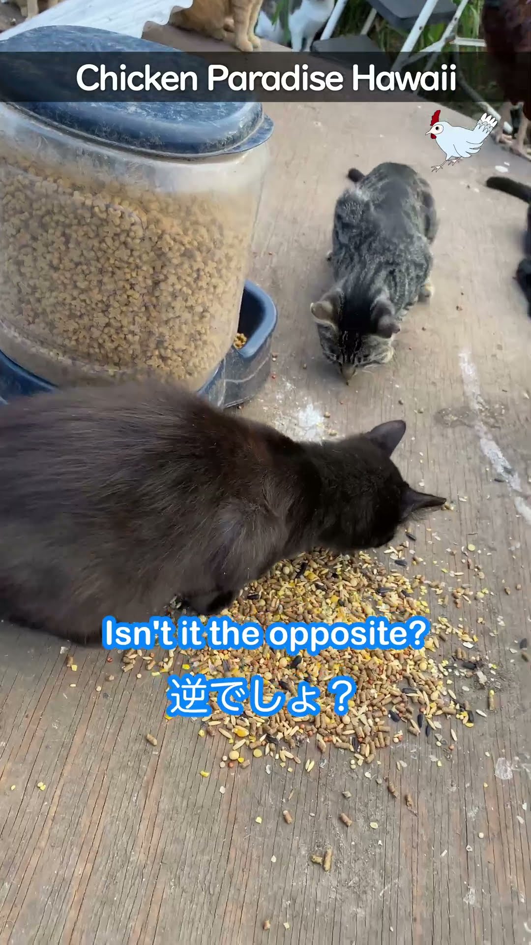 Cat and chicken breakfast