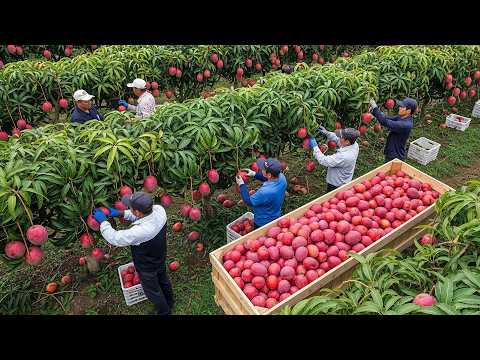 Toneladas de Cultivos Caríssimos Colhidos Todos os Dias - A Mega Colheita de Produtos Exóticos