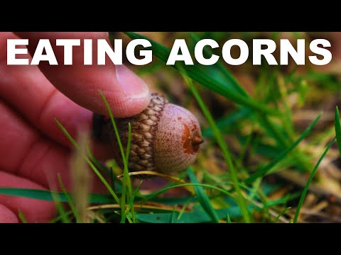 Video: Can people eat acorns: benefits and dishes where they are used