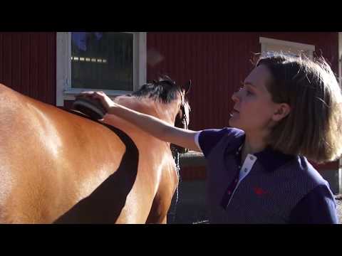 Video: Kuinka Pukeutua Hevonen