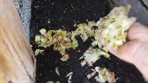 Do worms like apples? Another experiment with my composting worm farm!