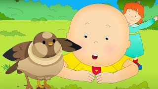 Caillou and the Little Bird | Caillou Compilations