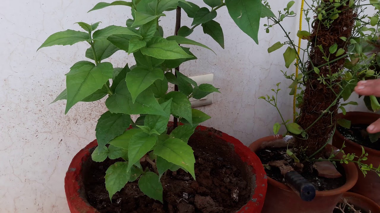 how to grow and care harsingar plant || care of harsingar plant