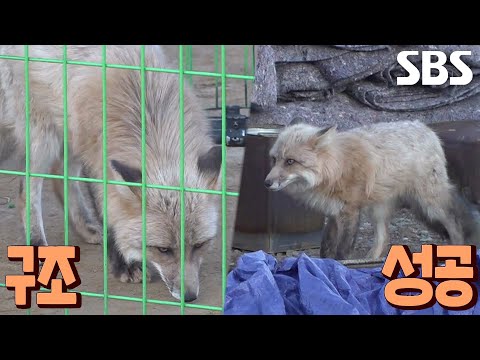 다친 몸으로 나타난 여우, 긴급 구조 결정※