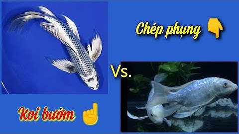 Cách nhận biết cá koi, phân biệt koi bướm, chép phụng và koi lai tạp