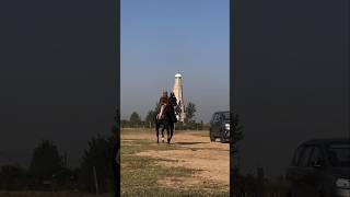 ਖਤਰਨਾਕ ਘੋੜੇ ਨੂੰ ਹੱਥ ਪਾਇਆ ਅੱਜ #ਚੌਪਰ 🐎😳🙈🔥🔥💃 Kadi Kadi Risk Lene v Jruri Hunde Life ch💪💯