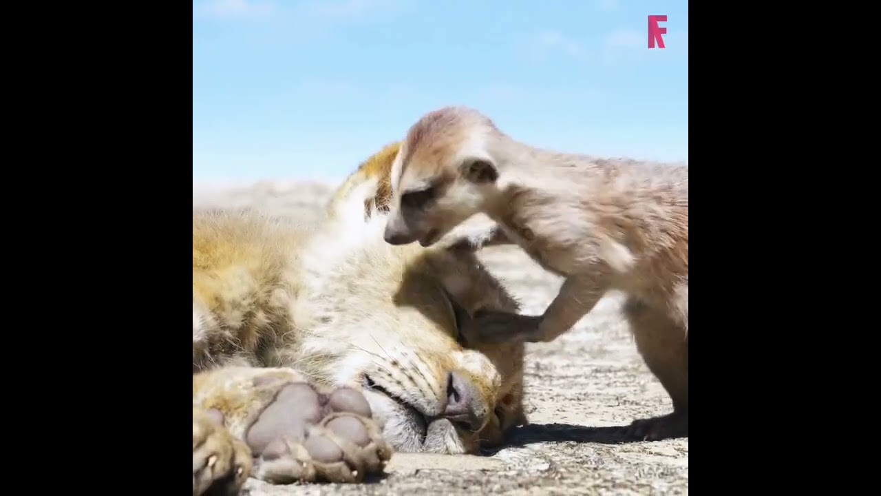 🎬 Movie: The Lion King 😘😘#movie #viral #shorts