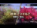 液肥なし・魚なし・ソイルなし。それでも水草が異常なほど赤い理由、全部説明します【アクアリウム】45cm水槽