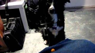 Bordercollie Får Godbit