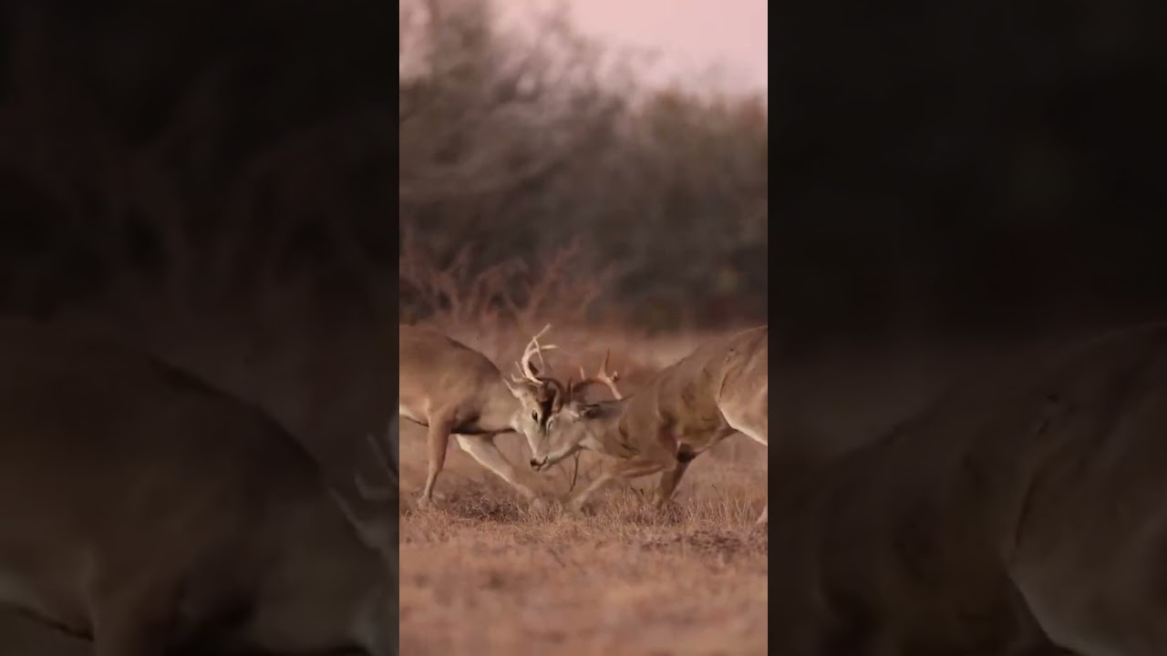 foolish things done by animals #facts #factshorts #animalfactsvideos