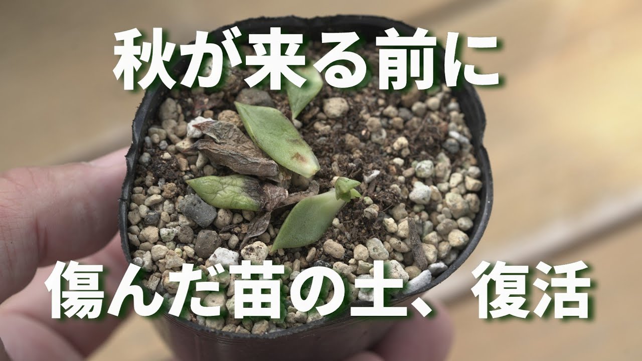 588 [Super Easy!] Regenerate with a little ingenuity. Getting