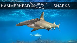 Interesting Hammerhead Shark Facts That You Didn't Know