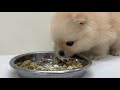 ポメラニアンちゃんのごはんタイム♪