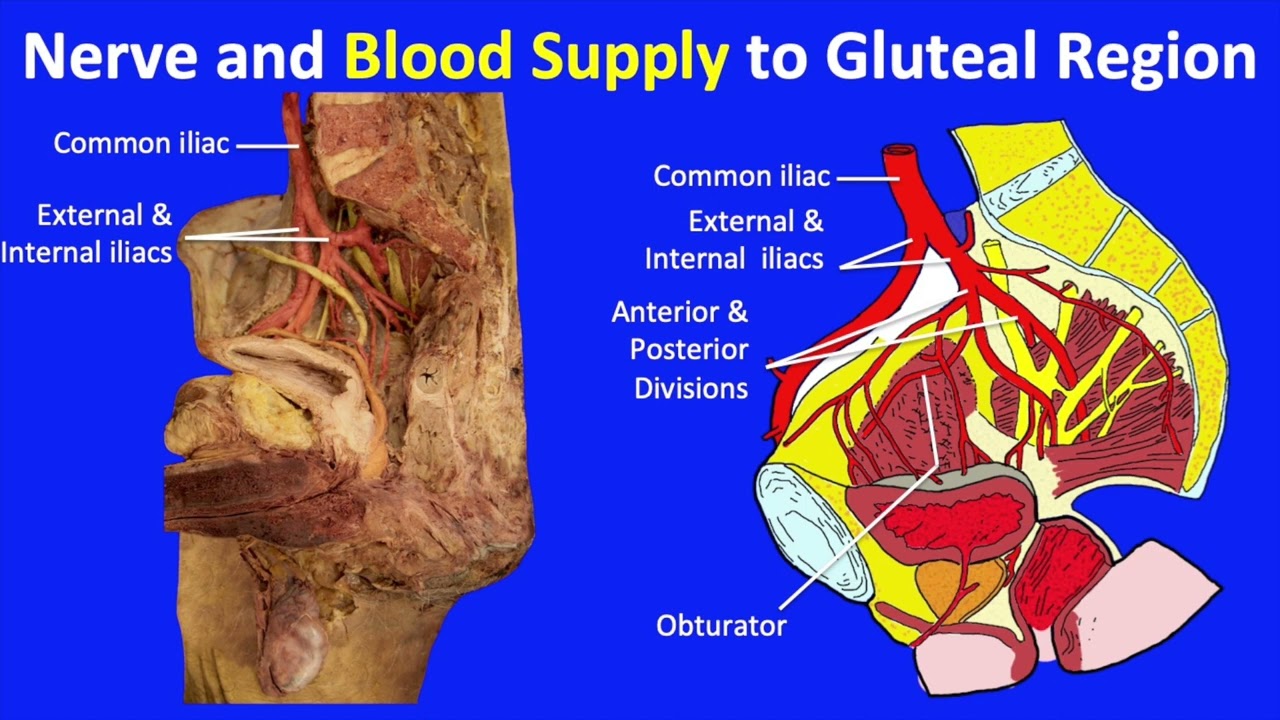 Anatomy of the Lower Limb (3/5): The gluteal region, hip and thigh