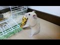 【ハムスター】コーンの運び方に超びっくり!絶対持ちにくいよね?おもしろ可愛い癒しHow to eat corn is an unexpected hamster
