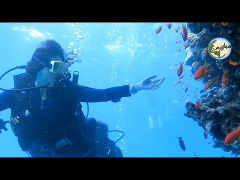 رحلة يخت شرم الشيخ غطس في راس محمد        