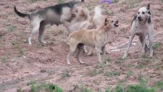 RuralDogs in Middle Village!! Rhodesian Ridgeback Vs Canaan Dog in Summer #02