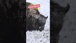 #GiveThanks | Where the Wild Things Roam