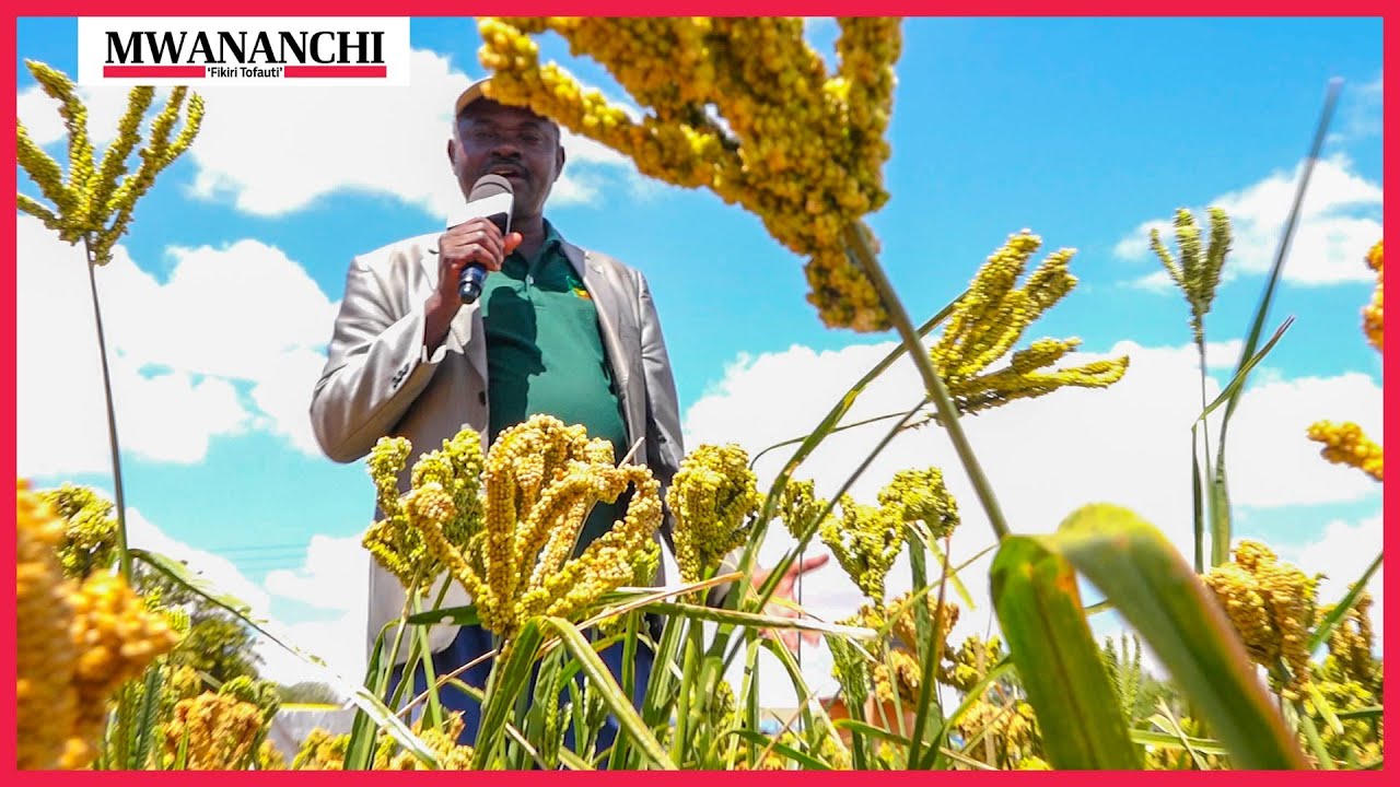 Jinsi ya kufanya kilimo cha ulezi uvune mazao mengi na  Faida zake