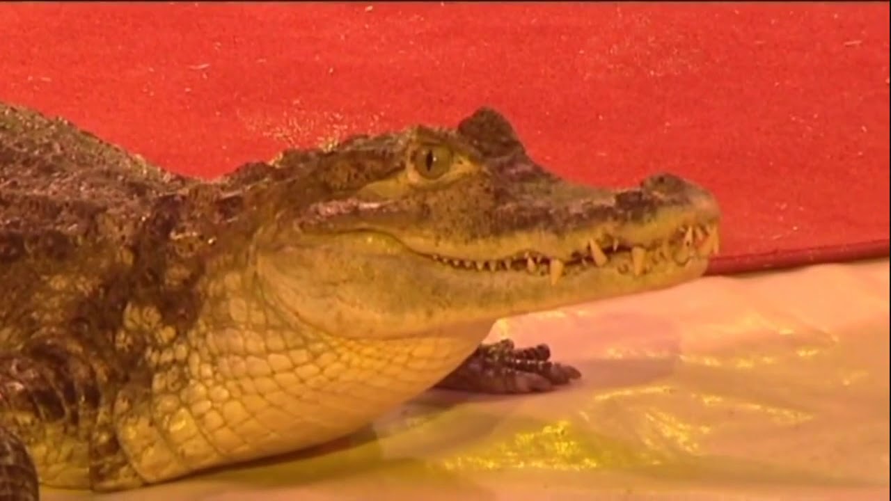 1094 snake show 1
