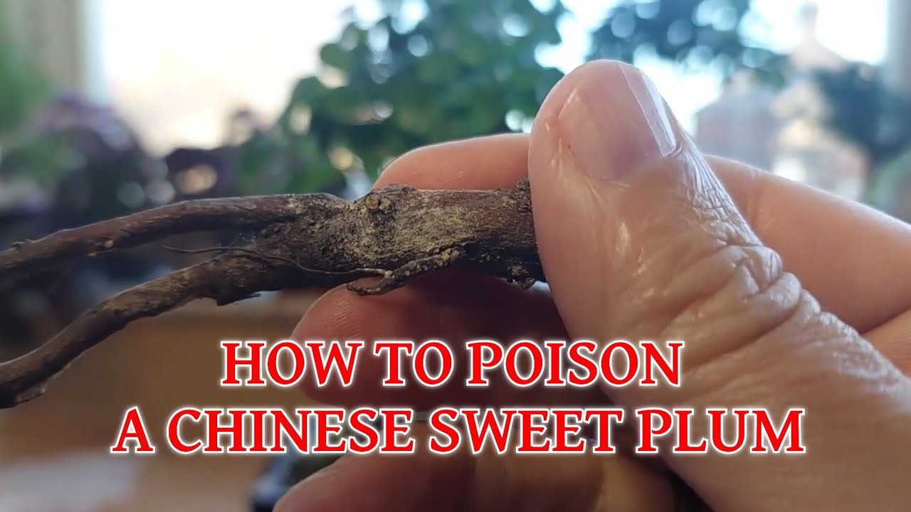 How to poison a Chinese Sweet Plum