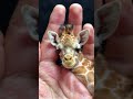 Miniature Marvels: Discovering Finger-Sized Animals!#giraffe #wildlife #lion #cow #nature #beautiful