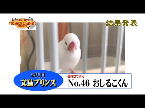 文鳥のど自慢結果発表 - YouTube