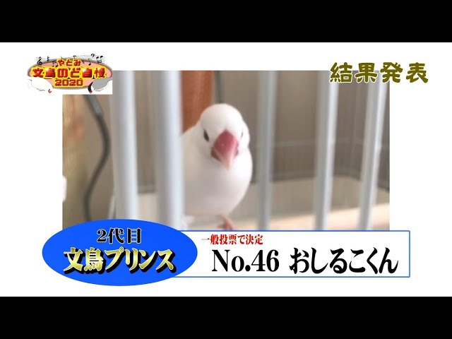 文鳥のど自慢結果発表 - YouTube