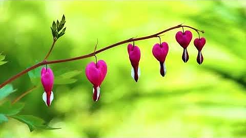 سورة يس بصوت القارئ تازي شهبون