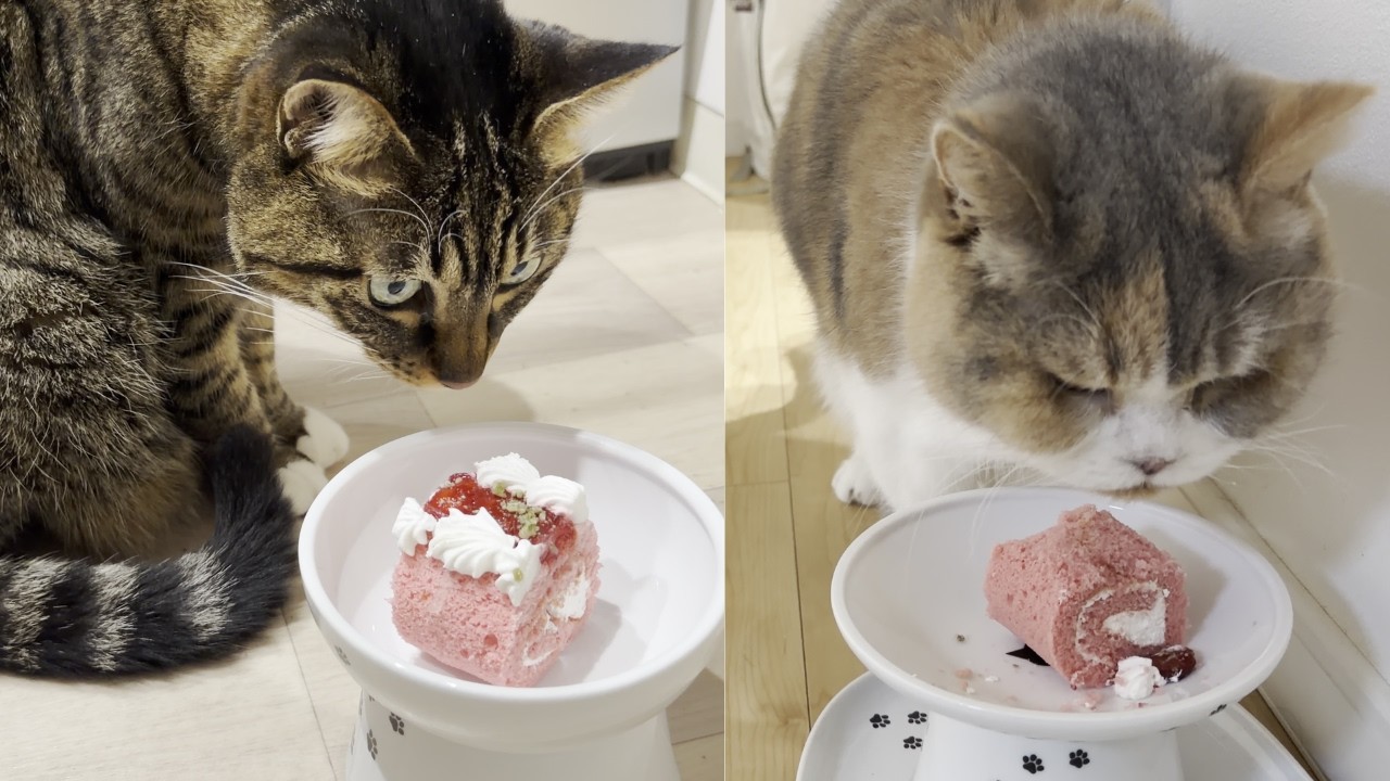 猫の日に猫用ケーキをあげたら戸惑う猫と迷いゼロの猫がおった