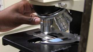 CIRM Bridges Award: Building California's Stem Cell Research Workforce