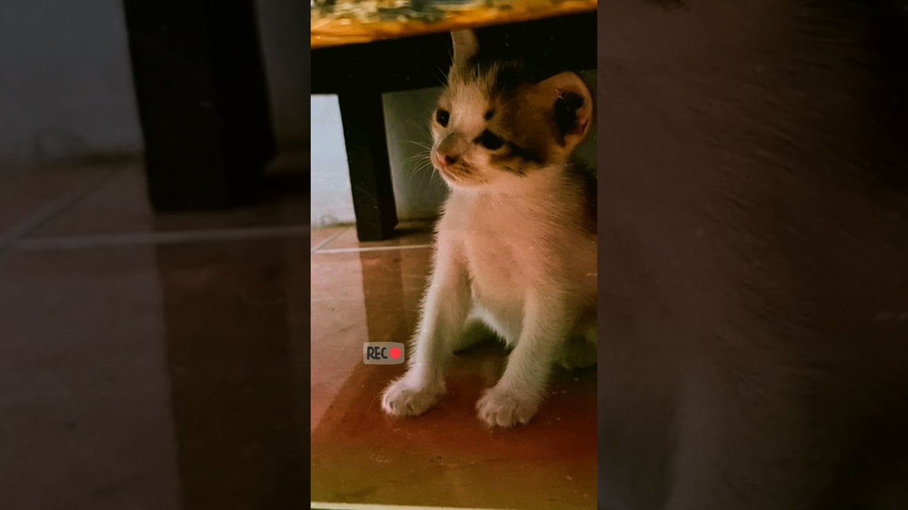 Journey - Don't Stop Believin' (Cover) Part 2