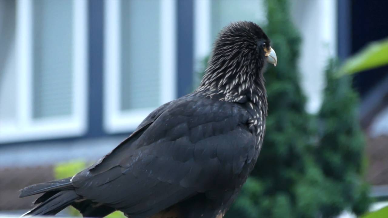 Falkland Caracara in garden 