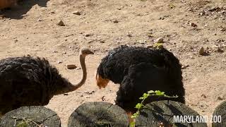 Ostriches in the African Savanna