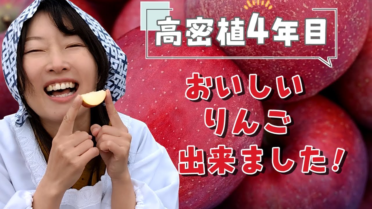 【高密植4年目】こんなりんごが取れるようになりました【果汁たっぷり】