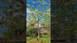 Beautiful White Cherry Blossoms in Spring 🌸 | Relaxing Nature Video