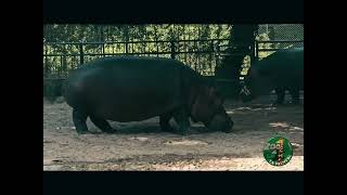 ZOO DE LA PALMYRE ( hippopotame ) 👍👍