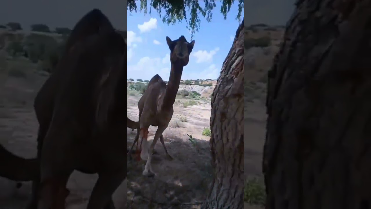 camel video|Rajasthan camel 🐪 new video|