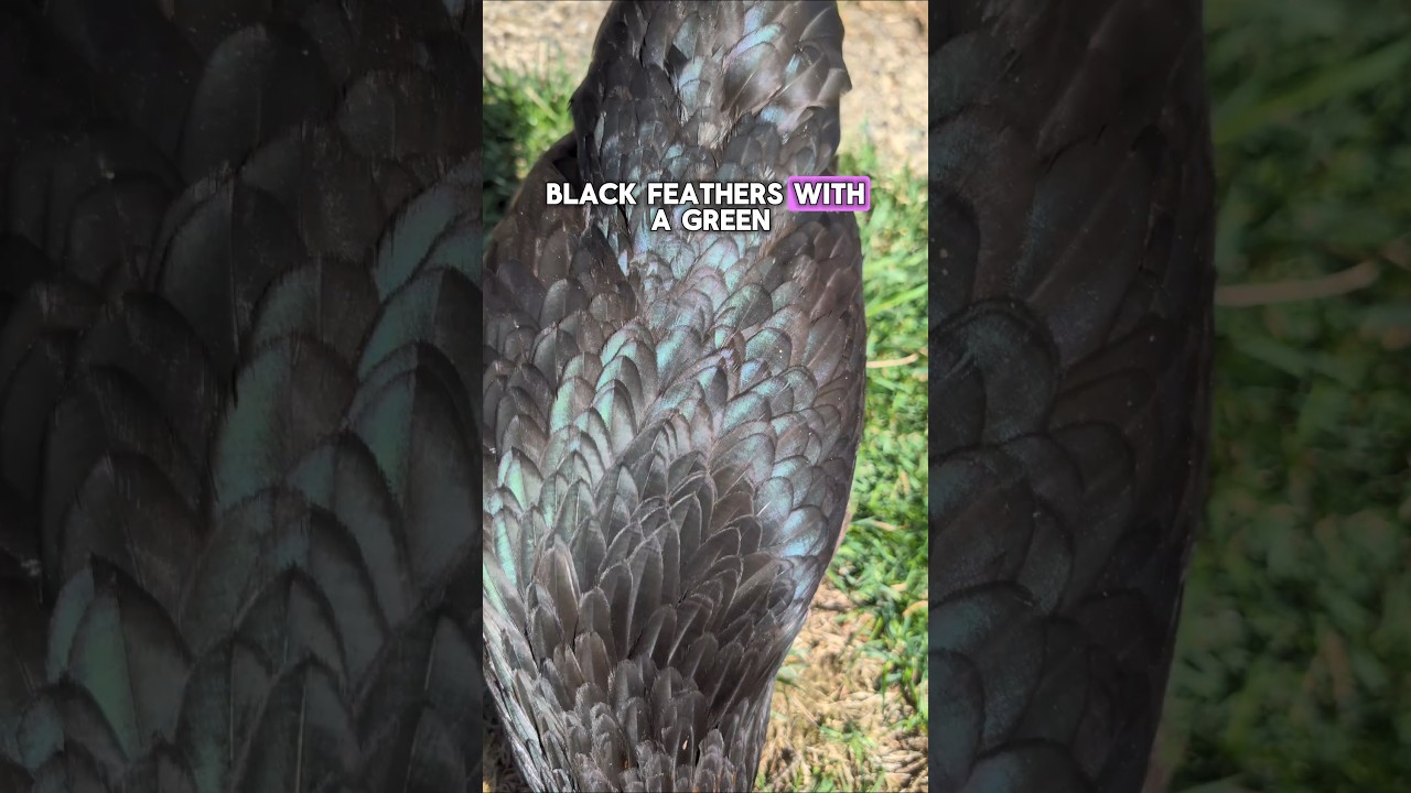 Want DARK Chocolate Eggs? Check out the Black Copper Maran Chicken!