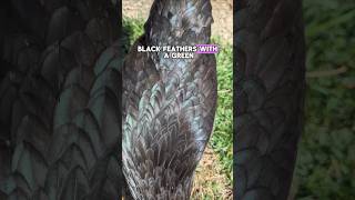 Want DARK Chocolate Eggs? Check out the Black Copper Maran Chicken!