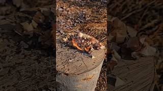 The $1 Survival Tool Nobody Tells You About! 🔥 #dailyfacts #diy